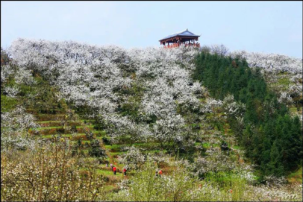 【春天，广西桂林灌阳县向您发出邀请！】我们在灌阳看梨花 - 游山玩水 - 沧州生活社区 - 沧州28生活网 cangzhou.28life.net