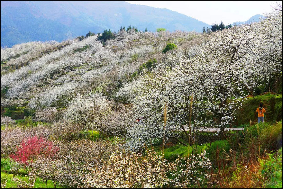 【春天，广西桂林灌阳县向您发出邀请！】我们在灌阳看梨花 - 游山玩水 - 沧州生活社区 - 沧州28生活网 cangzhou.28life.net