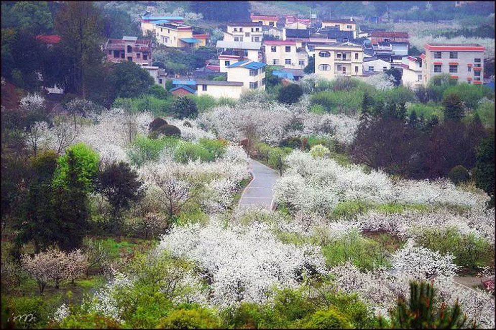 【春天，广西桂林灌阳县向您发出邀请！】我们在灌阳看梨花 - 游山玩水 - 沧州生活社区 - 沧州28生活网 cangzhou.28life.net