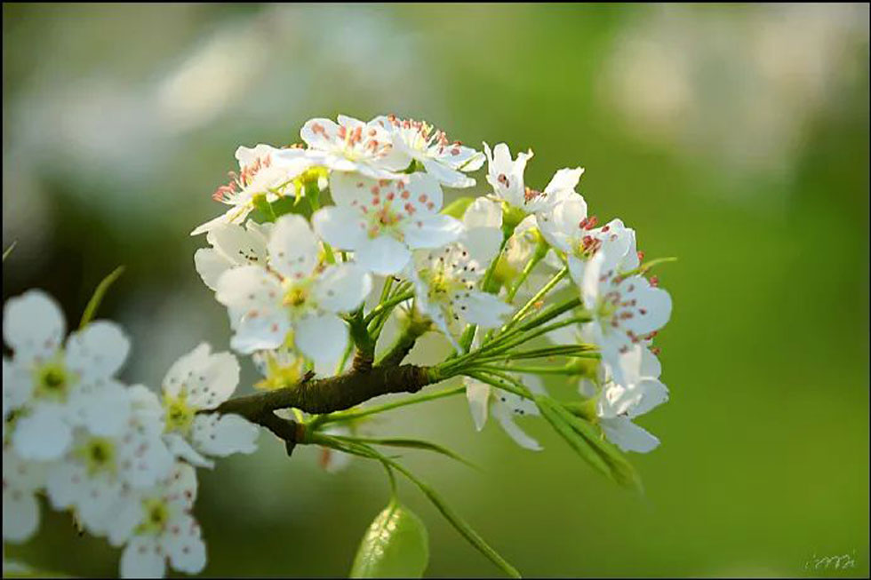 【春天，广西桂林灌阳县向您发出邀请！】我们在灌阳看梨花 - 游山玩水 - 沧州生活社区 - 沧州28生活网 cangzhou.28life.net