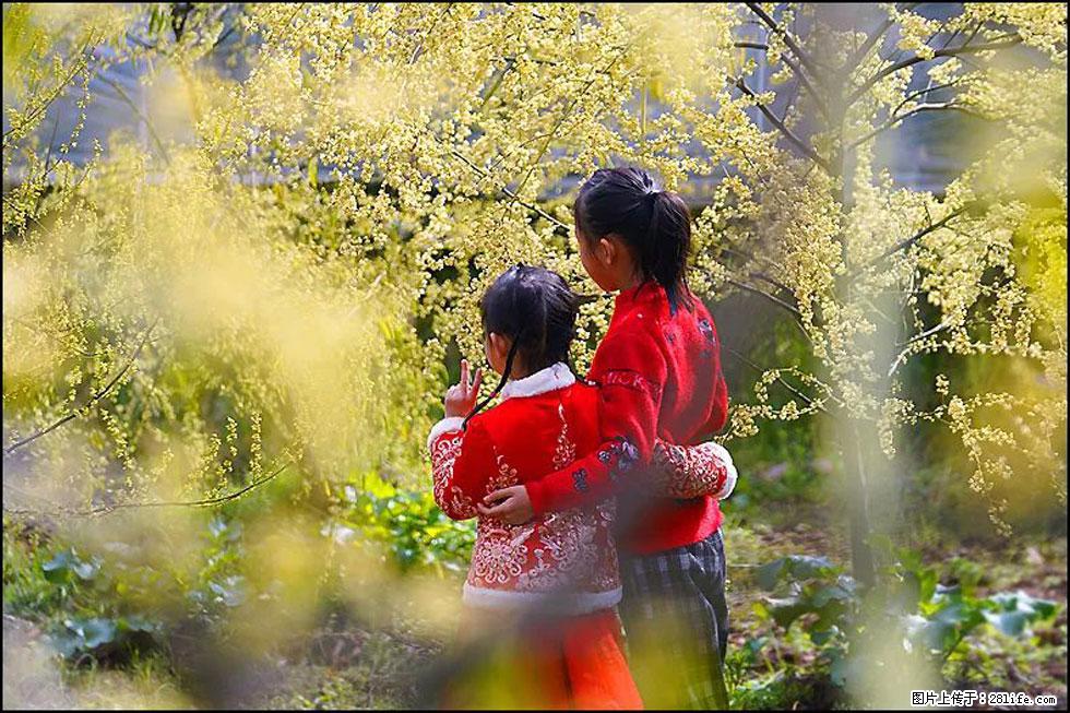 【春天，广西桂林灌阳县向您发出邀请！】米珠山前有片山苍子花在飘香 - 游山玩水 - 沧州生活社区 - 沧州28生活网 cangzhou.28life.net