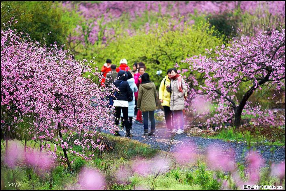 【春天，广西桂林灌阳县向您发出邀请！】官庄村有个醉美的桃花园 - 游山玩水 - 沧州生活社区 - 沧州28生活网 cangzhou.28life.net
