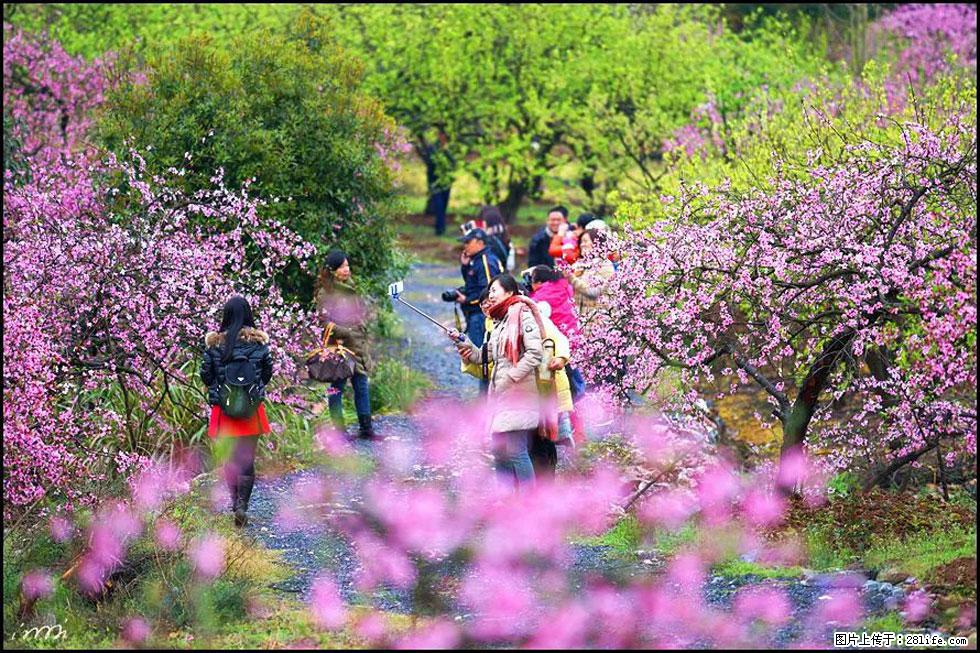 【春天，广西桂林灌阳县向您发出邀请！】官庄村有个醉美的桃花园 - 游山玩水 - 沧州生活社区 - 沧州28生活网 cangzhou.28life.net