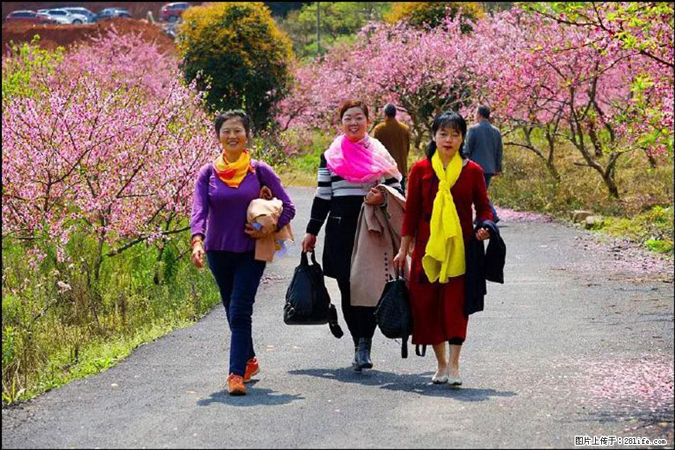 【春天，广西桂林灌阳县向您发出邀请！】官庄村有个醉美的桃花园 - 游山玩水 - 沧州生活社区 - 沧州28生活网 cangzhou.28life.net