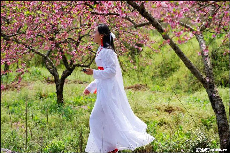 【春天，广西桂林灌阳县向您发出邀请！】官庄村有个醉美的桃花园 - 游山玩水 - 沧州生活社区 - 沧州28生活网 cangzhou.28life.net