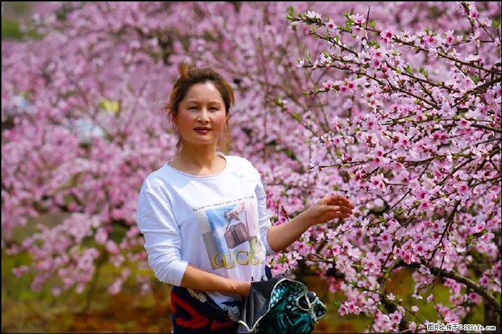 【春天，广西桂林灌阳县向您发出邀请！】官庄村有个醉美的桃花园 - 游山玩水 - 沧州生活社区 - 沧州28生活网 cangzhou.28life.net