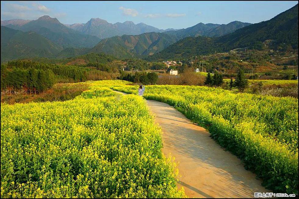 【春天，广西桂林灌阳县向您发出邀请！】长坪村油菜盛情花开 - 游山玩水 - 沧州生活社区 - 沧州28生活网 cangzhou.28life.net