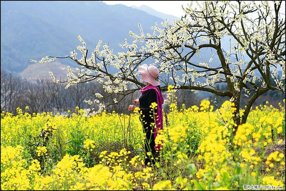 【春天，广西桂林灌阳县向您发出邀请！】长坪村油菜盛情花开 - 游山玩水 - 沧州生活社区 - 沧州28生活网 cangzhou.28life.net