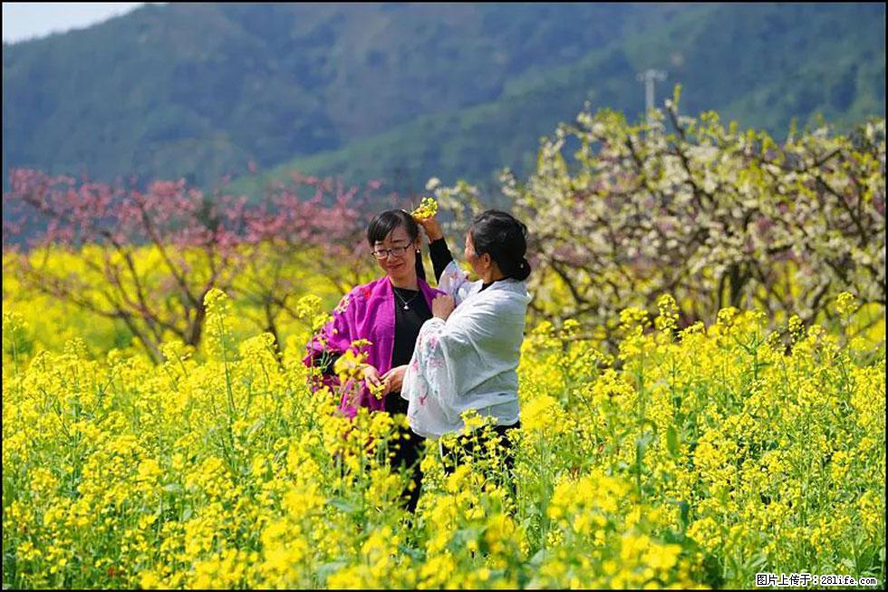 【春天，广西桂林灌阳县向您发出邀请！】长坪村油菜盛情花开 - 游山玩水 - 沧州生活社区 - 沧州28生活网 cangzhou.28life.net