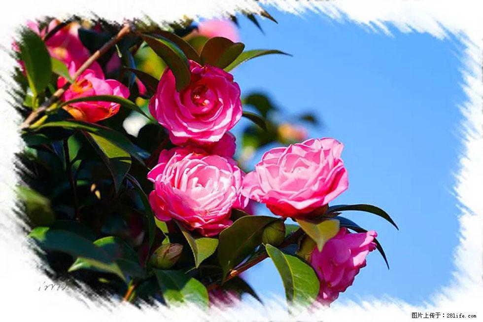 【春天，广西桂林灌阳县向您发出邀请！】杨柳井茶花惹人爱 - 游山玩水 - 沧州生活社区 - 沧州28生活网 cangzhou.28life.net