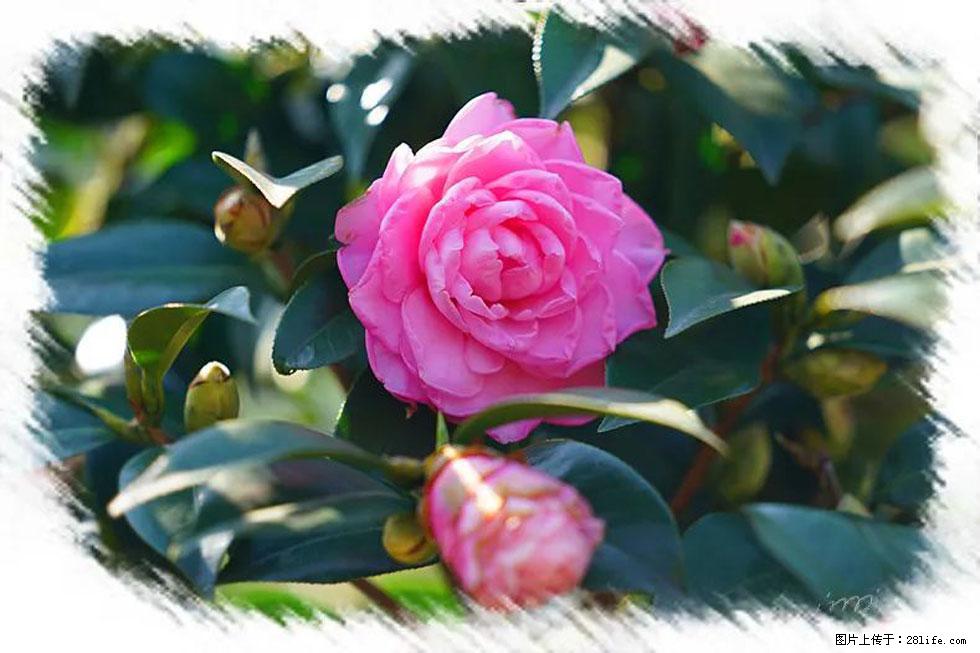 【春天，广西桂林灌阳县向您发出邀请！】杨柳井茶花惹人爱 - 游山玩水 - 沧州生活社区 - 沧州28生活网 cangzhou.28life.net