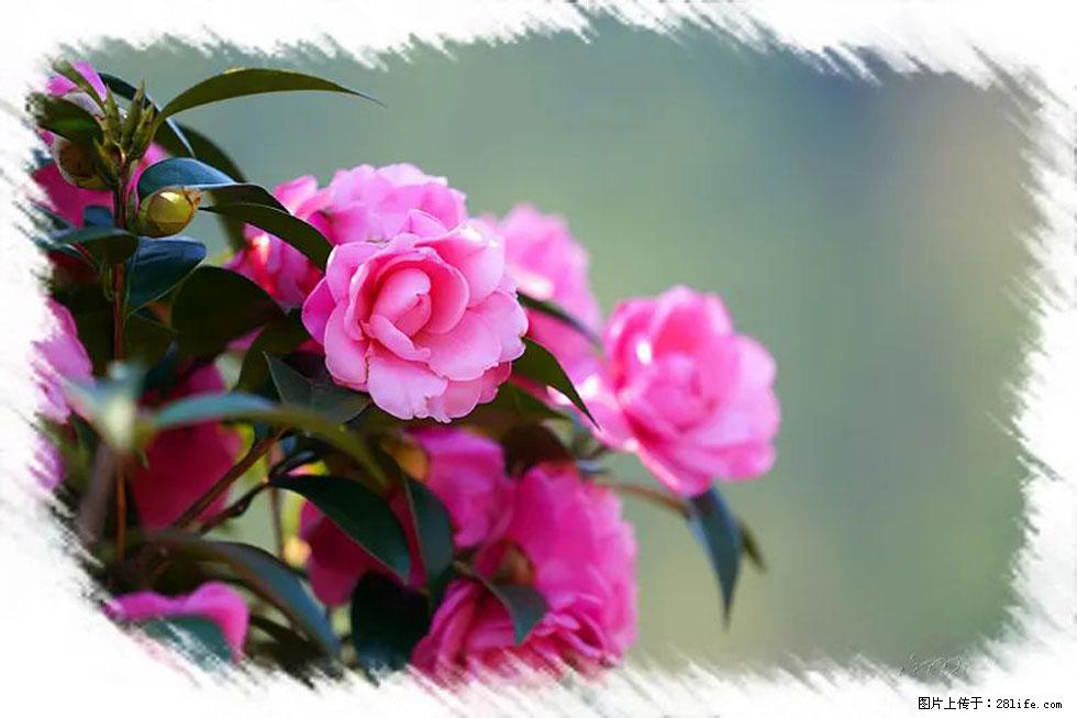 【春天，广西桂林灌阳县向您发出邀请！】杨柳井茶花惹人爱 - 游山玩水 - 沧州生活社区 - 沧州28生活网 cangzhou.28life.net