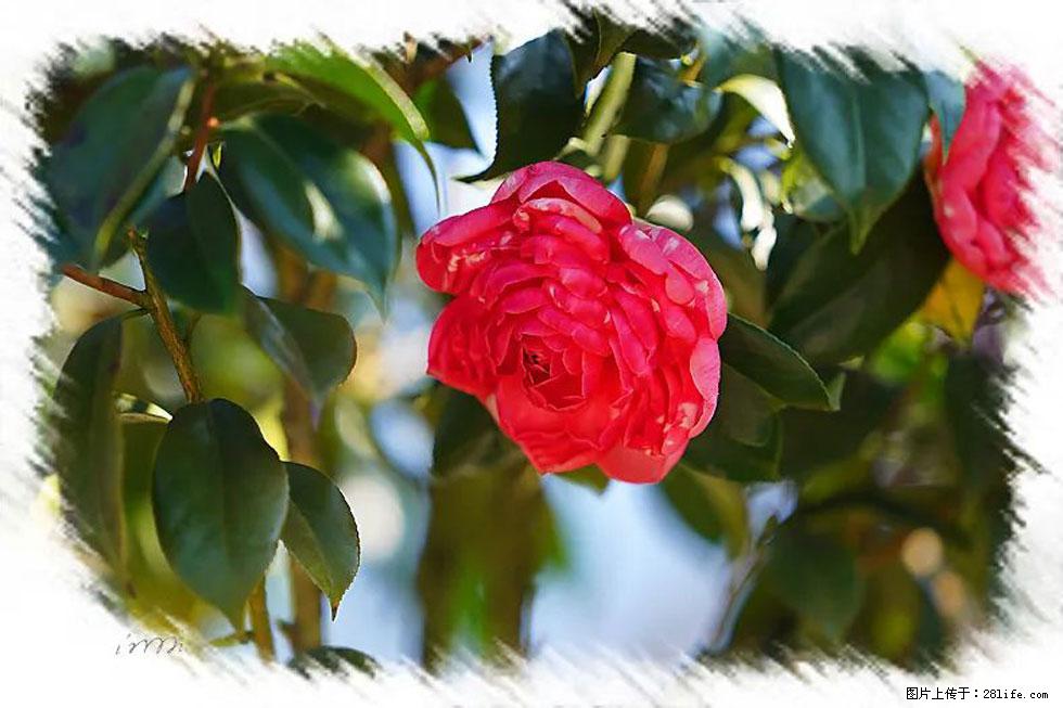 【春天，广西桂林灌阳县向您发出邀请！】杨柳井茶花惹人爱 - 游山玩水 - 沧州生活社区 - 沧州28生活网 cangzhou.28life.net