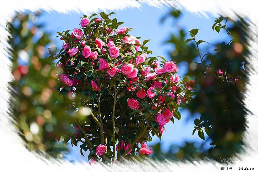 【春天，广西桂林灌阳县向您发出邀请！】杨柳井茶花惹人爱 - 游山玩水 - 沧州生活社区 - 沧州28生活网 cangzhou.28life.net