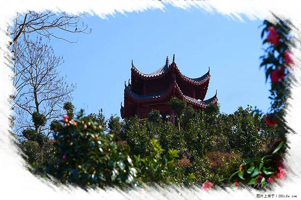 【春天，广西桂林灌阳县向您发出邀请！】杨柳井茶花惹人爱 - 游山玩水 - 沧州生活社区 - 沧州28生活网 cangzhou.28life.net
