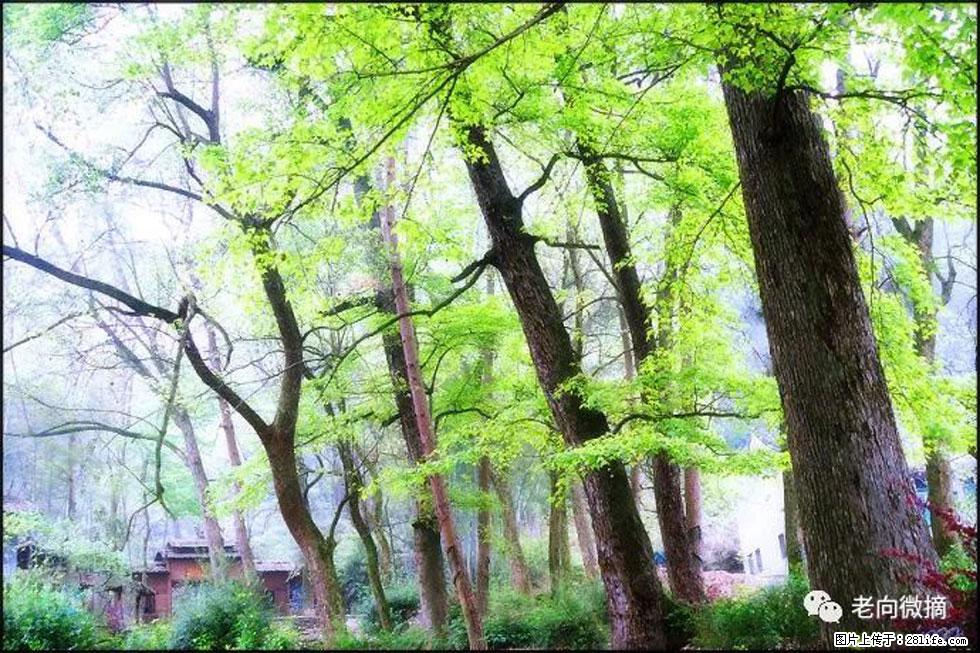 【春天，广西桂林灌阳县向您发出邀请！】在小龙村与春天约会 - 游山玩水 - 沧州生活社区 - 沧州28生活网 cangzhou.28life.net
