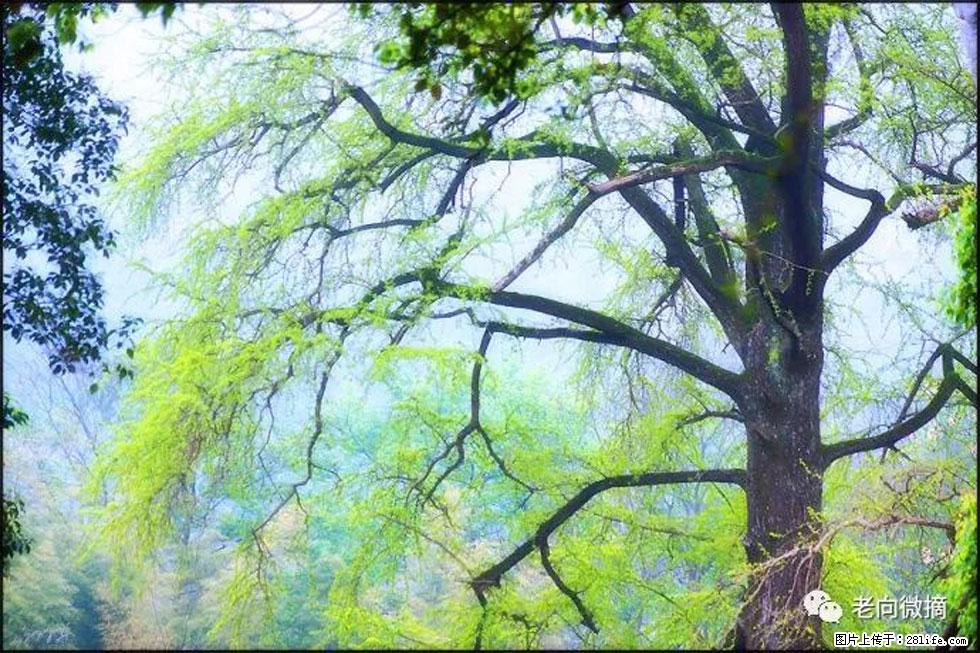 【春天，广西桂林灌阳县向您发出邀请！】在小龙村与春天约会 - 游山玩水 - 沧州生活社区 - 沧州28生活网 cangzhou.28life.net