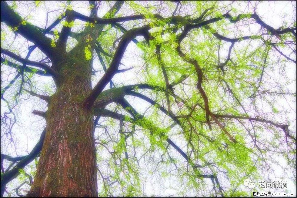 【春天，广西桂林灌阳县向您发出邀请！】在小龙村与春天约会 - 游山玩水 - 沧州生活社区 - 沧州28生活网 cangzhou.28life.net