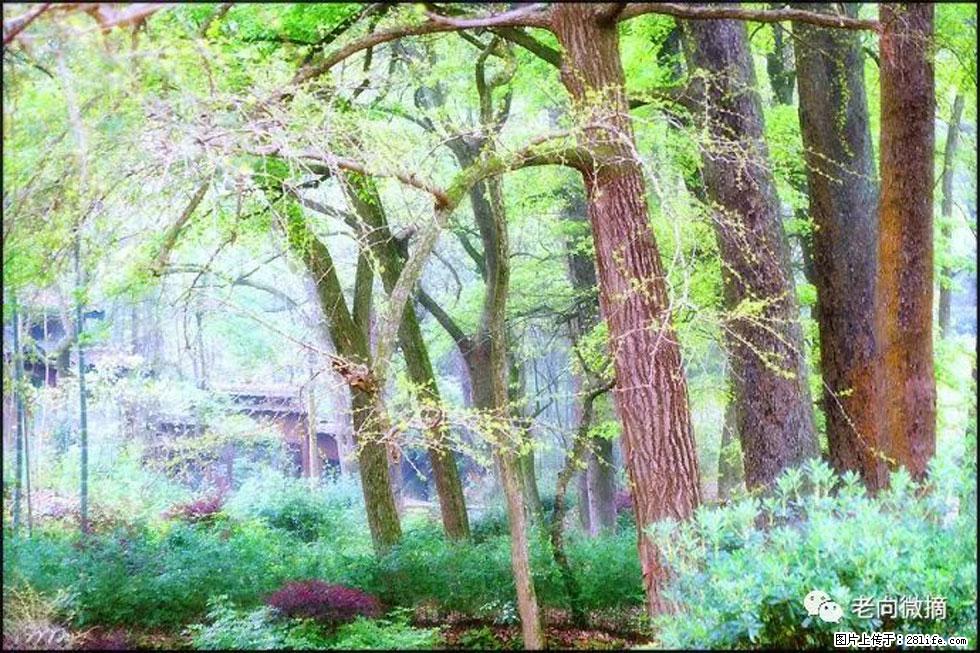 【春天，广西桂林灌阳县向您发出邀请！】在小龙村与春天约会 - 游山玩水 - 沧州生活社区 - 沧州28生活网 cangzhou.28life.net