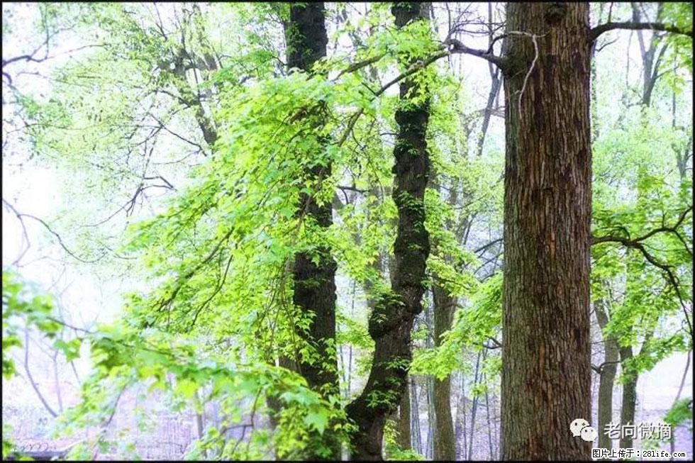 【春天，广西桂林灌阳县向您发出邀请！】在小龙村与春天约会 - 游山玩水 - 沧州生活社区 - 沧州28生活网 cangzhou.28life.net