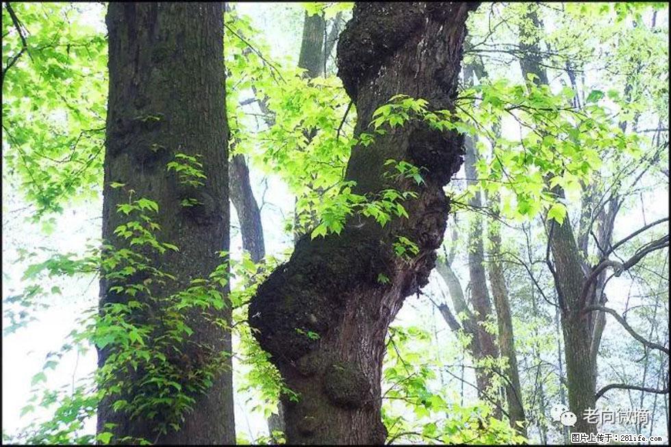 【春天，广西桂林灌阳县向您发出邀请！】在小龙村与春天约会 - 游山玩水 - 沧州生活社区 - 沧州28生活网 cangzhou.28life.net