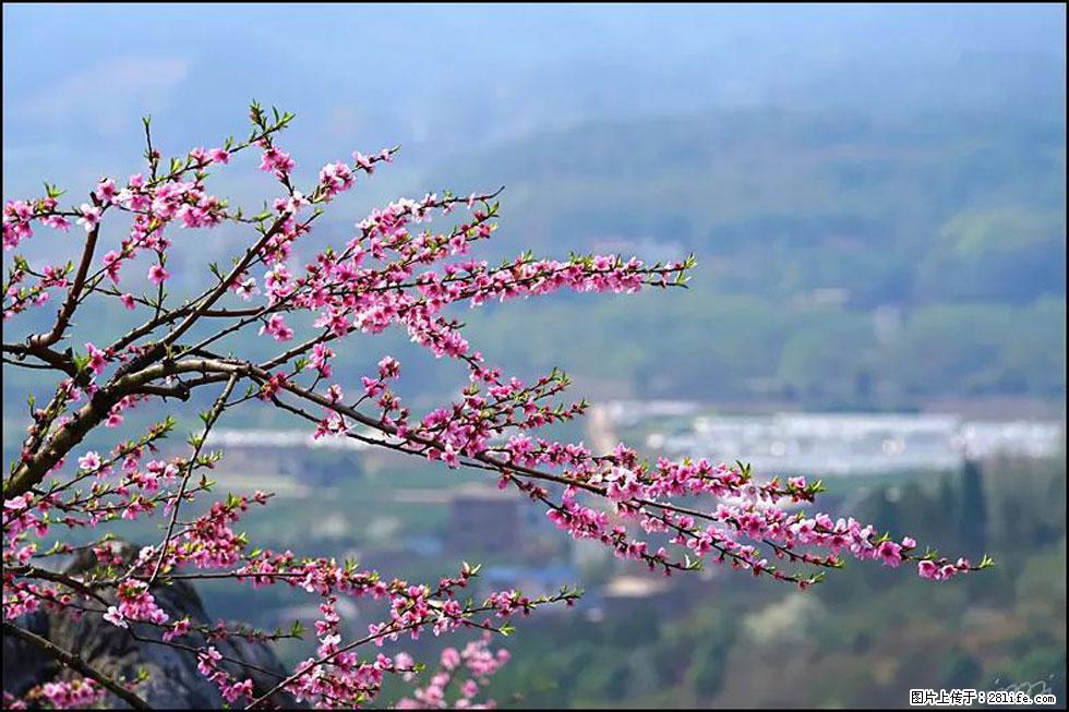 【春天，广西桂林灌阳县向您发出邀请！】望月岭上桃花开 - 游山玩水 - 沧州生活社区 - 沧州28生活网 cangzhou.28life.net