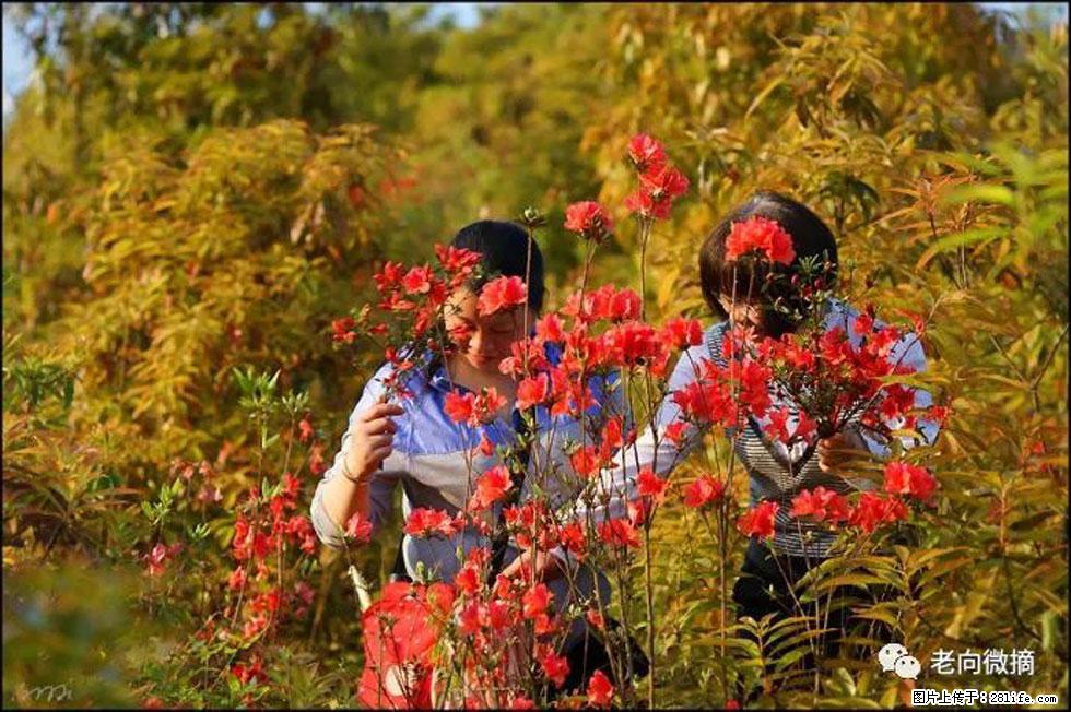 【春天，广西桂林灌阳县向您发出邀请！】登麒麟山，相约映山红 - 游山玩水 - 沧州生活社区 - 沧州28生活网 cangzhou.28life.net