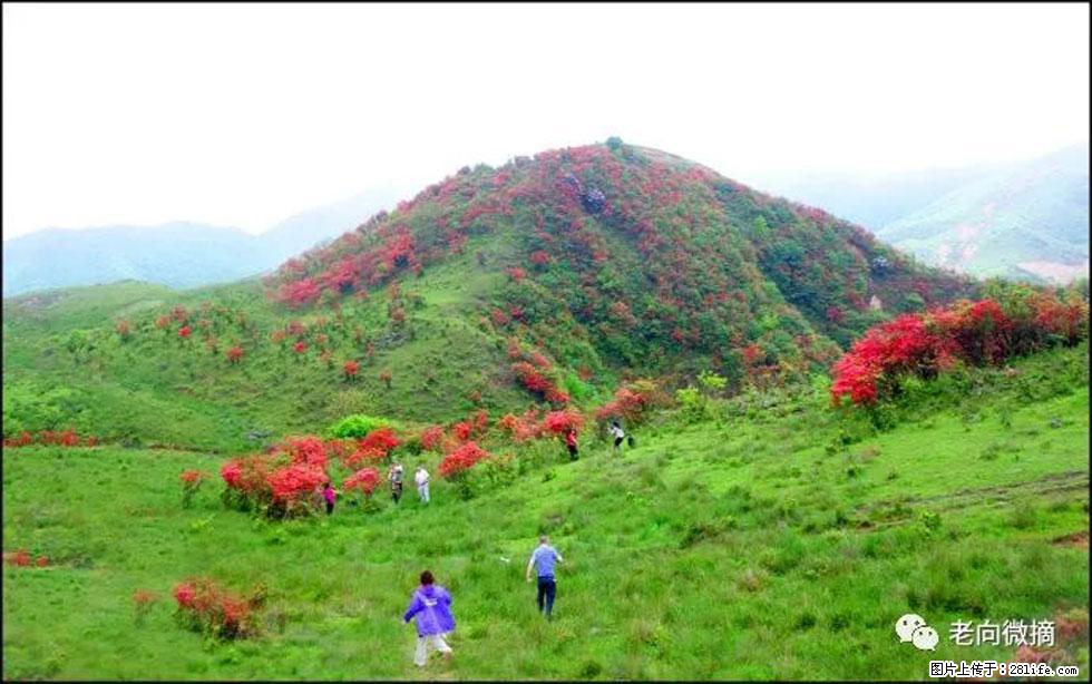 【春天，广西桂林灌阳县向您发出邀请！】宝盖山上映山红 - 游山玩水 - 沧州生活社区 - 沧州28生活网 cangzhou.28life.net