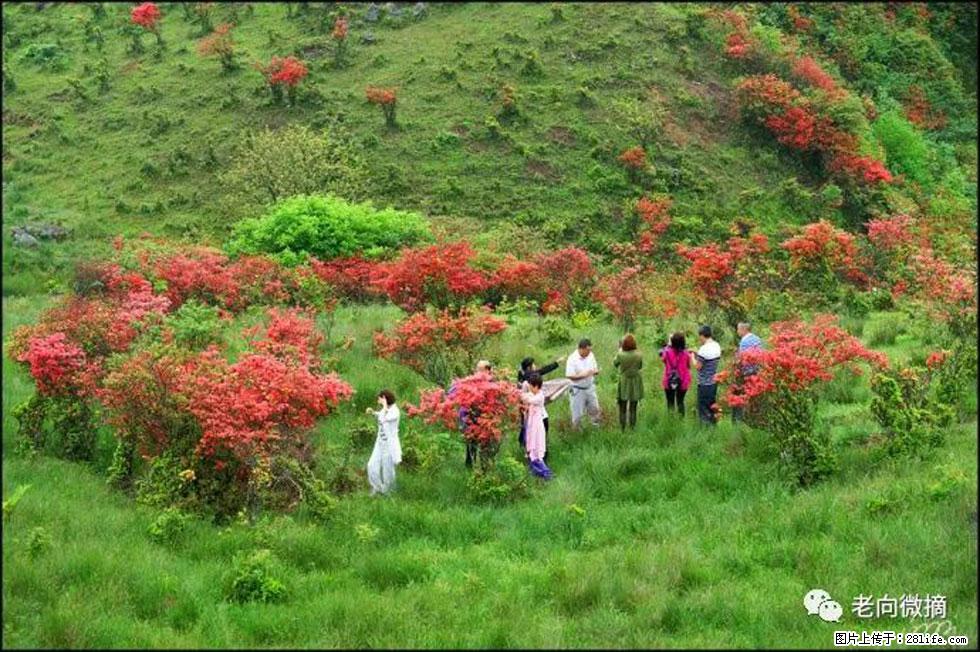 【春天，广西桂林灌阳县向您发出邀请！】宝盖山上映山红 - 游山玩水 - 沧州生活社区 - 沧州28生活网 cangzhou.28life.net