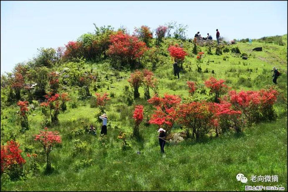 【春天，广西桂林灌阳县向您发出邀请！】宝盖山上映山红 - 游山玩水 - 沧州生活社区 - 沧州28生活网 cangzhou.28life.net