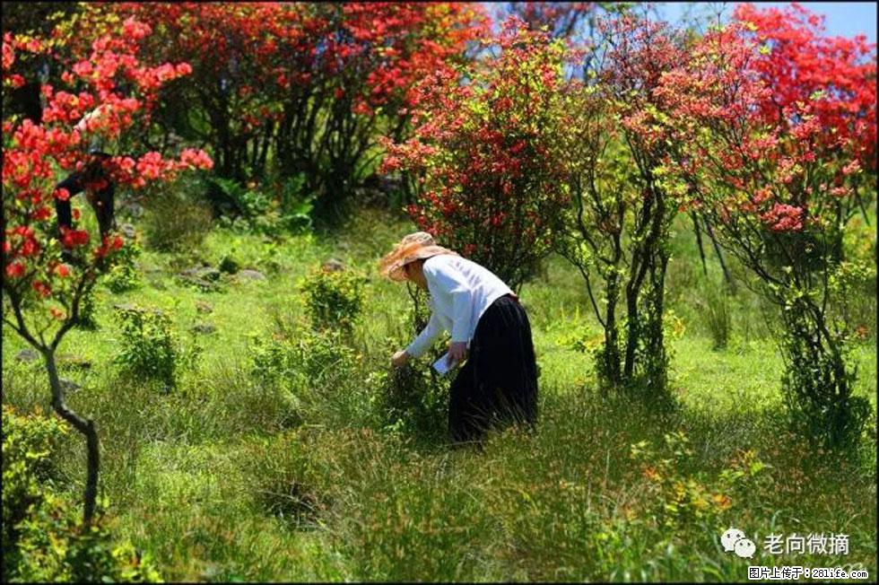 【春天，广西桂林灌阳县向您发出邀请！】宝盖山上映山红 - 游山玩水 - 沧州生活社区 - 沧州28生活网 cangzhou.28life.net