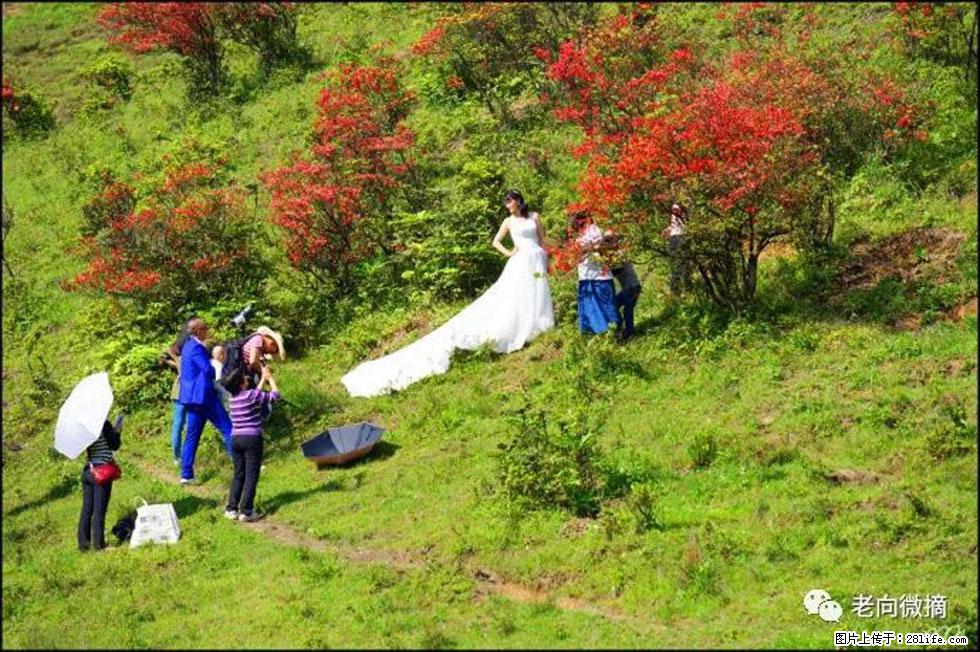 【春天，广西桂林灌阳县向您发出邀请！】宝盖山上映山红 - 游山玩水 - 沧州生活社区 - 沧州28生活网 cangzhou.28life.net