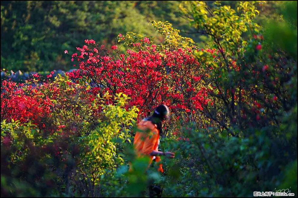 【春天，广西桂林灌阳县向您发出邀请！】春木界上映山红 - 游山玩水 - 沧州生活社区 - 沧州28生活网 cangzhou.28life.net