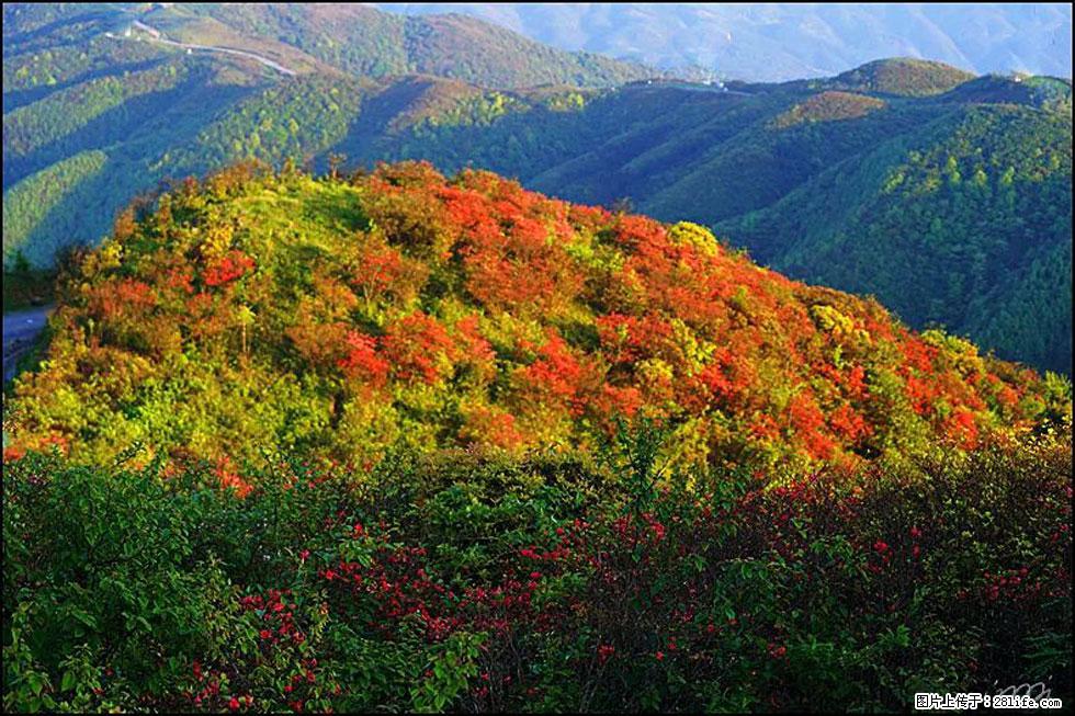 【春天，广西桂林灌阳县向您发出邀请！】春木界上映山红 - 游山玩水 - 沧州生活社区 - 沧州28生活网 cangzhou.28life.net