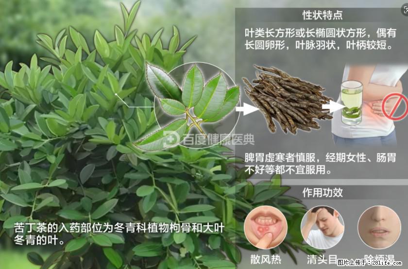 苦丁茶有哪些功效和作用 - 生活百科 - 沧州生活社区 - 沧州28生活网 cangzhou.28life.net
