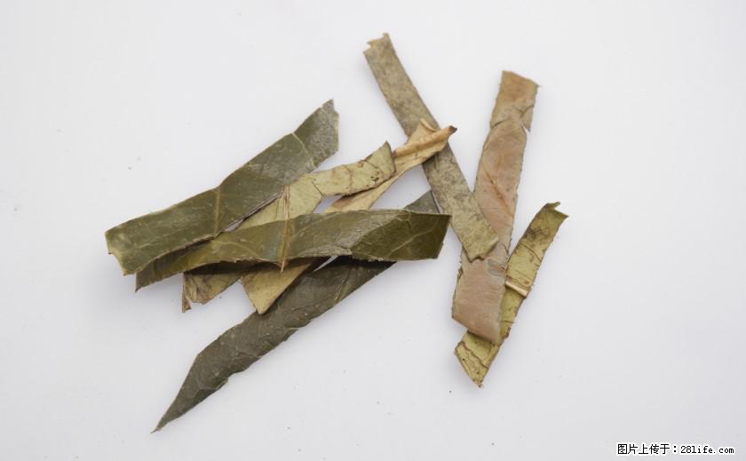 苦丁茶有哪些功效和作用 - 生活百科 - 沧州生活社区 - 沧州28生活网 cangzhou.28life.net