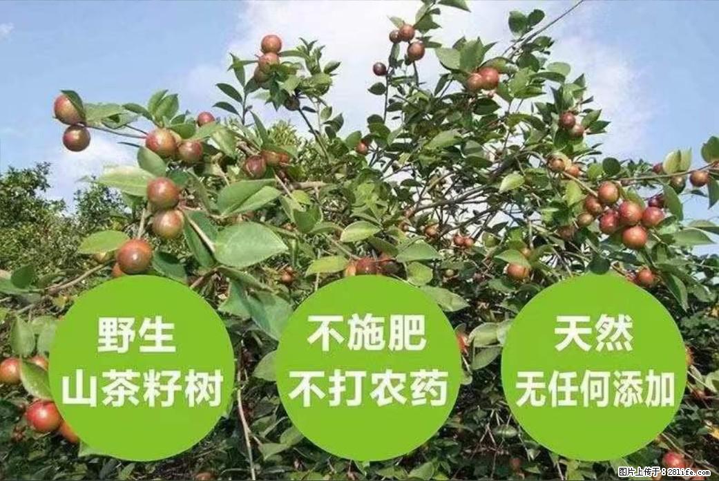 【灌阳县油茶产业示范区】一个有着充实的精神生活的人，对待身外之物自会有一种淡泊的态度 - 美食天地 - 沧州生活社区 - 沧州28生活网 cangzhou.28life.net
