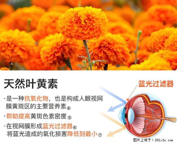 叶黄素有什么功效和作用 - 生活百科 - 沧州生活社区 - 沧州28生活网 cangzhou.28life.net
