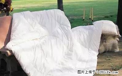 被子有异味?只要这样做,比晒太阳还强100倍! - 家居生活 - 沧州生活社区 - 沧州28生活网 cangzhou.28life.net