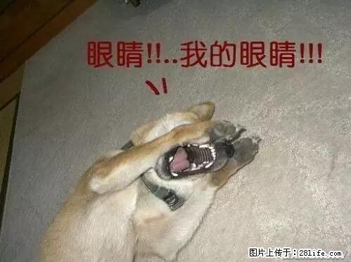 笑癫了！一女的怀孕三年未生，他终于忍不住了... - 娱乐八卦 - 沧州生活社区 - 沧州28生活网 cangzhou.28life.net