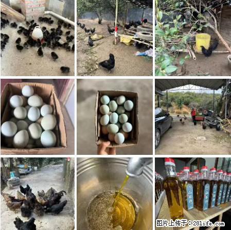 油茶园从小鸡仔开始养起的纯土鸡、土鸡蛋可以预定啦！还有前几天刚榨的纯山茶油哦 - 美食天地 - 沧州生活社区 - 沧州28生活网 cangzhou.28life.net