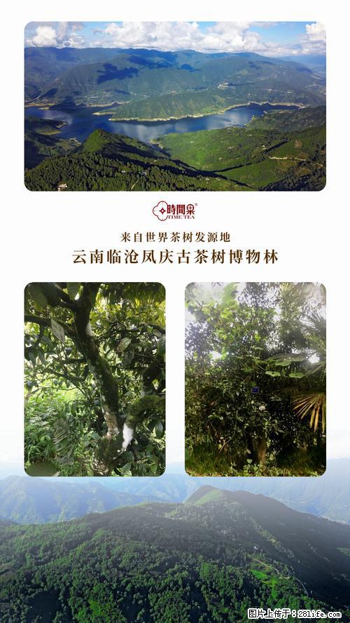 时间果百年古树2025年春红茶 - 购物交流 - 沧州生活社区 - 沧州28生活网 cangzhou.28life.net