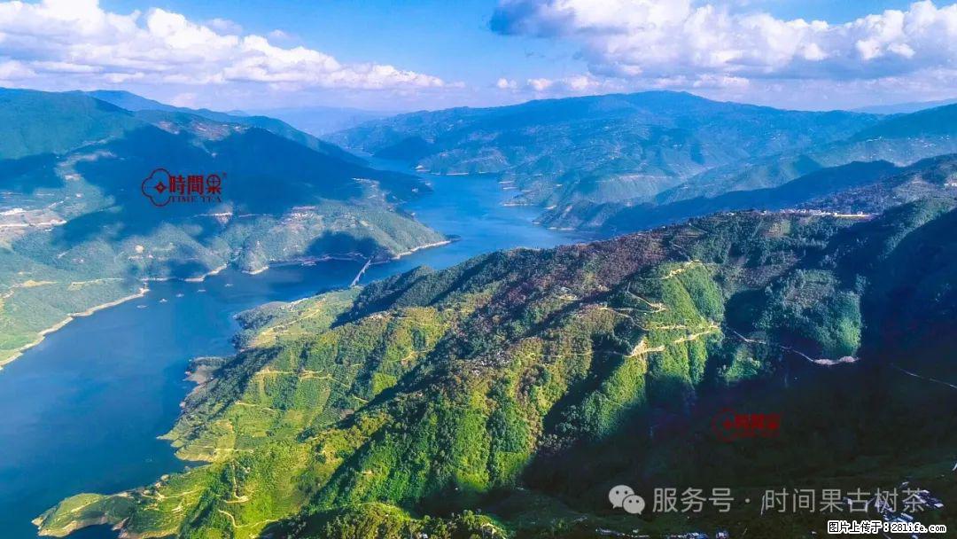 时间果百年古树龙珠普洱生茶 - 购物交流 - 沧州生活社区 - 沧州28生活网 cangzhou.28life.net