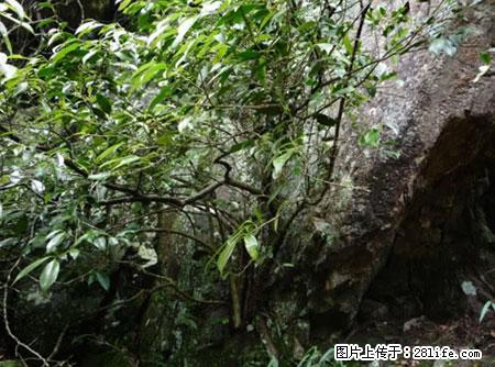 平乐石崖茶，珍贵仅次于金花茶 - 沧州生活资讯 - 沧州28生活网 cangzhou.28life.net