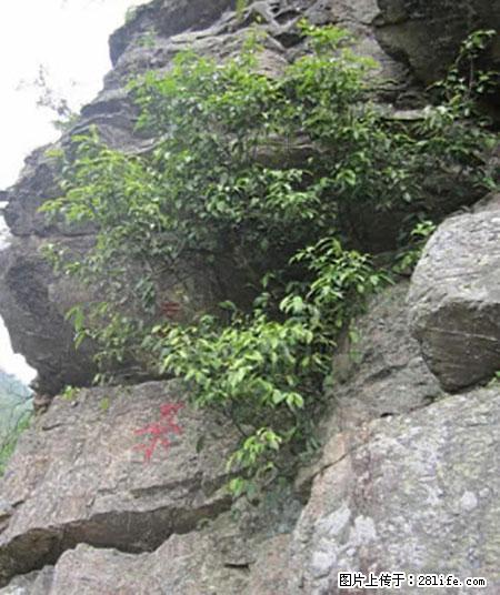 平乐石崖茶，珍贵仅次于金花茶 - 沧州生活资讯 - 沧州28生活网 cangzhou.28life.net