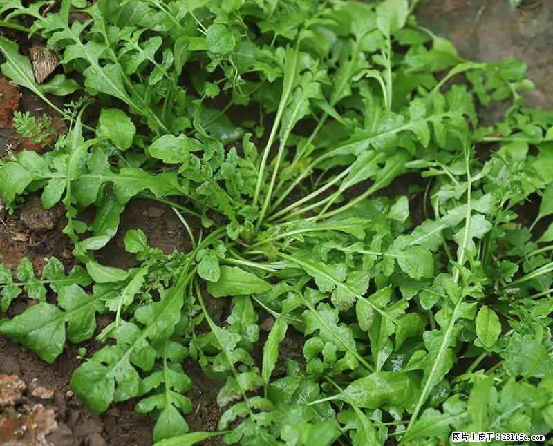 这些蔬菜是“天然钙片”，这6种被医生重点推荐 - 沧州生活资讯 - 沧州28生活网 cangzhou.28life.net