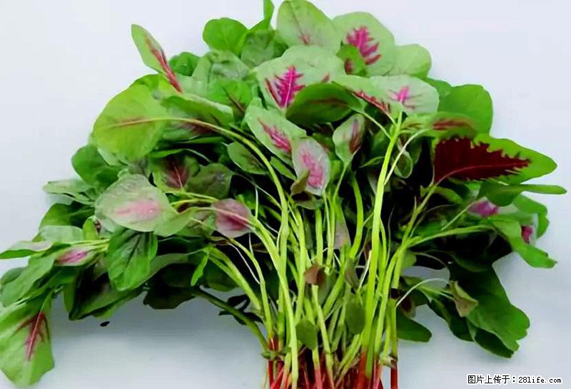 这些蔬菜是“天然钙片”，这6种被医生重点推荐 - 沧州生活资讯 - 沧州28生活网 cangzhou.28life.net