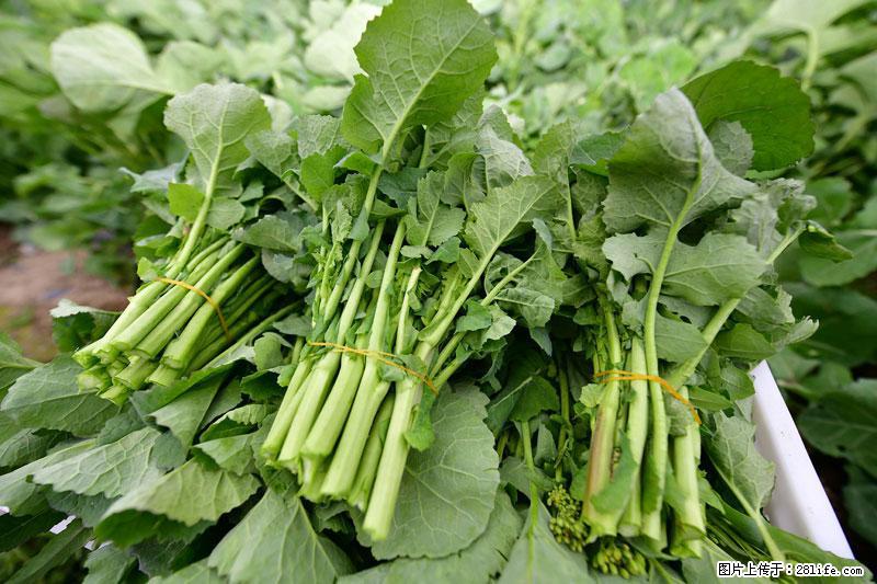 这些蔬菜是“天然钙片”，这6种被医生重点推荐 - 沧州生活资讯 - 沧州28生活网 cangzhou.28life.net